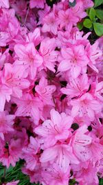 Close-up of pink flower