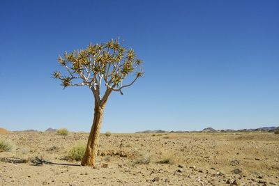 Bare tree on landscape against clear blue sky