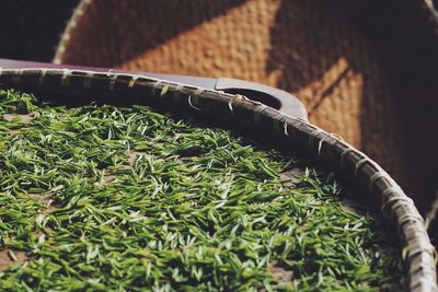 Close-up of green herbs