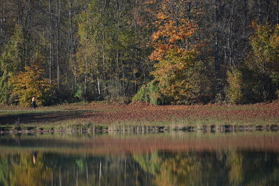 Trees by lake in forest during autumn