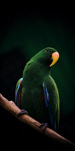 Green parrot with orange beak