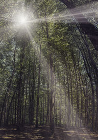 Sunlight streaming through trees in forest