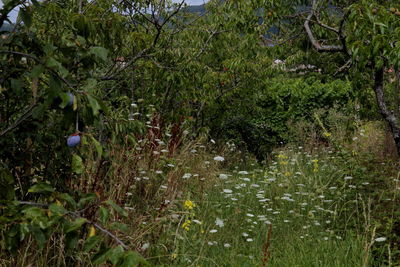 Plants growing on land by trees