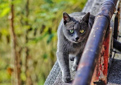 Close-up portrait of kitten