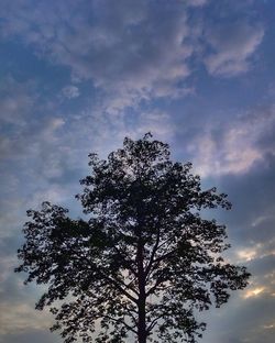 Low angle view of silhouette tree against sky