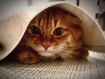 Close-up portrait of cat