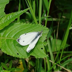 Close-up of grasshopper on leaf