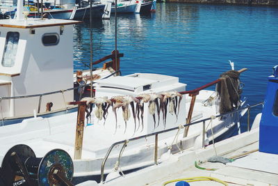 Octopus drying on railing of boat