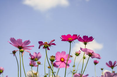Close-up of pink cosmos blooming against sky