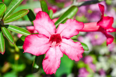 Close-up of pink flowering plant