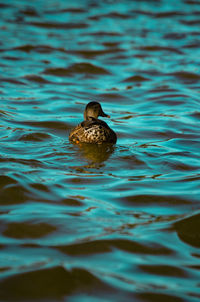 Close-up of duck swimming in water
