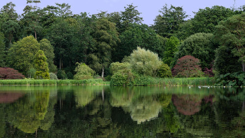 Scenic view of lake in forest against sky