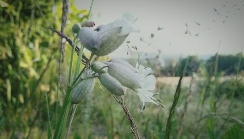 Close up of a plant