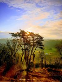 Trees on field against sky during sunset
