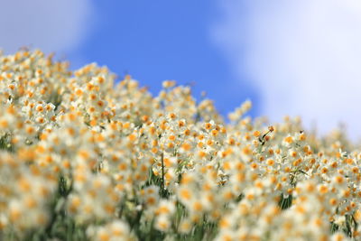 Close-up of yellow flowers growing in field