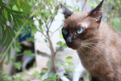 Close-up of a cat