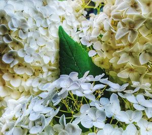 Close-up of flowers