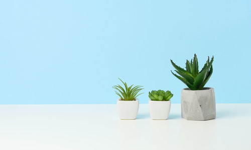 Three ceramic pots with plants on a white table, blue background, copy space