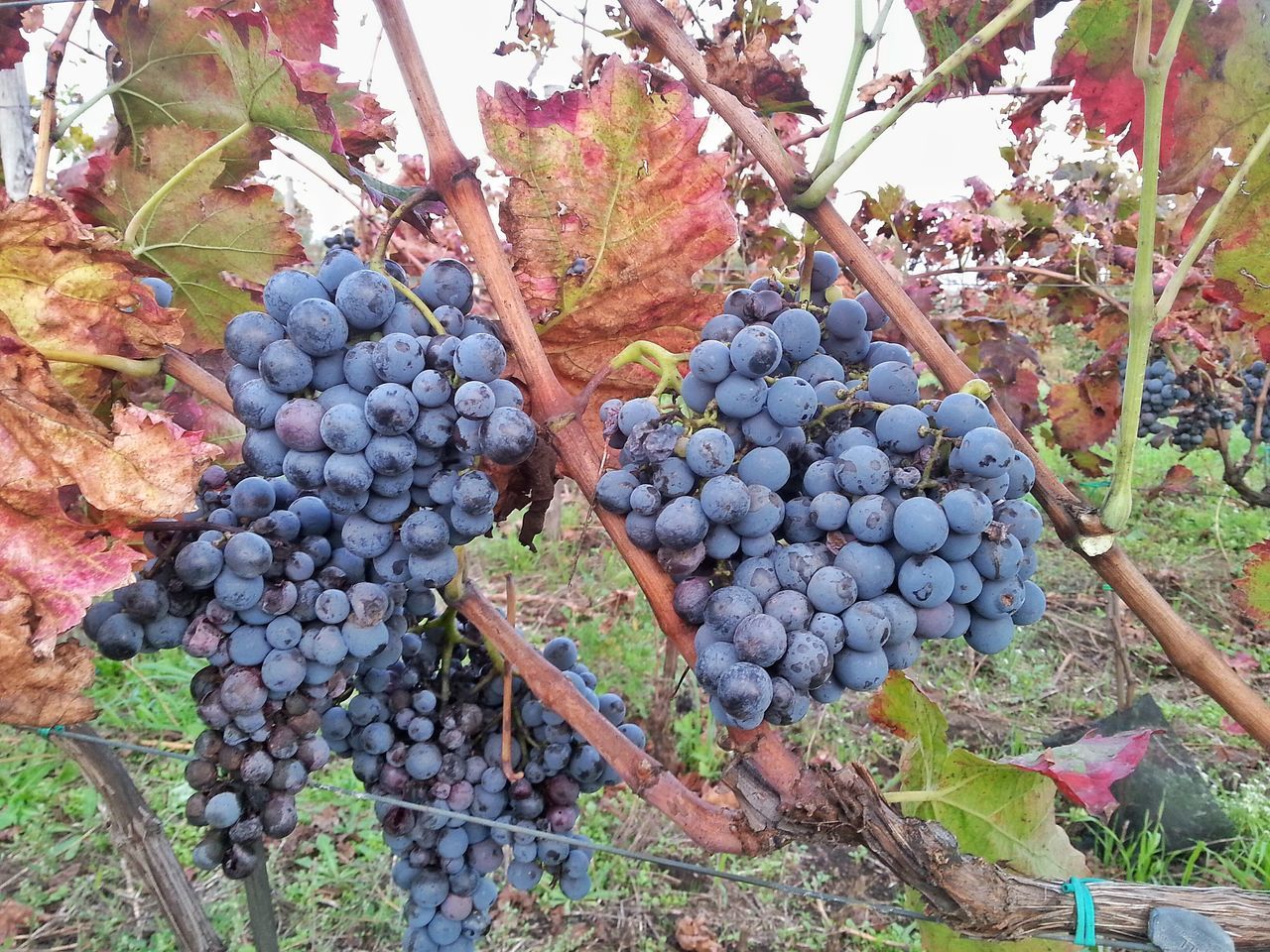 Etna fruits