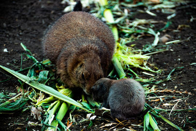 Prairie dogs - mother and child having a private discussion