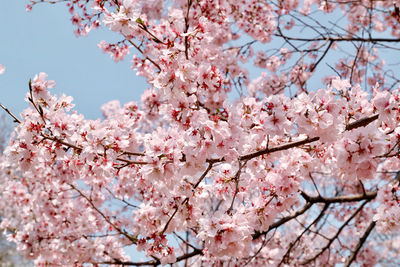 Low angle view of cherry blossom