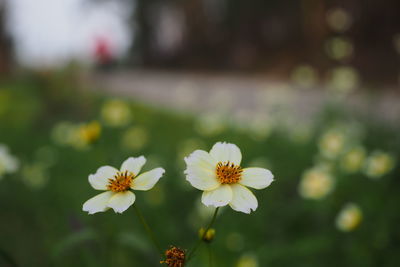 Close-up of flowers blooming outdoors