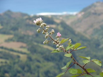 Close-up of plants growing on mountain