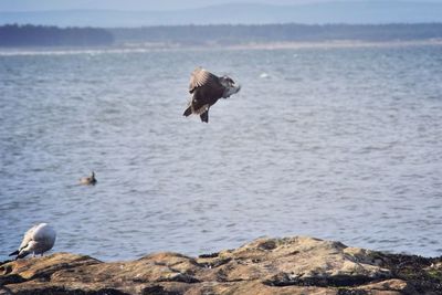 Seagull flying over sea