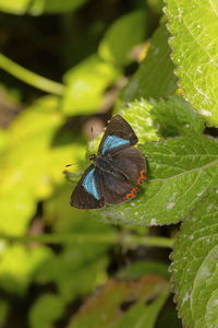 Close-up of butterfly on leaf