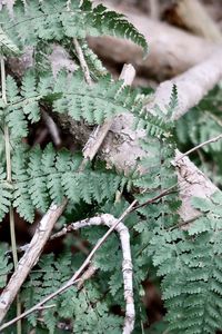 High angle view of tree branches