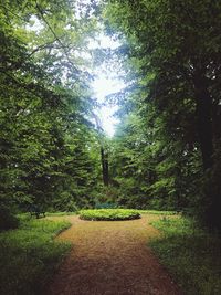 Footpath amidst trees in forest