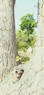 Close-up of tree trunk amidst plants