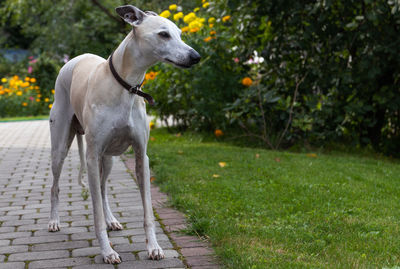 Dog standing on footpath