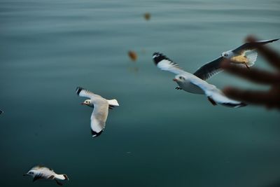 Seagulls flying over water