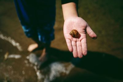 Low section of person showing shell at beach