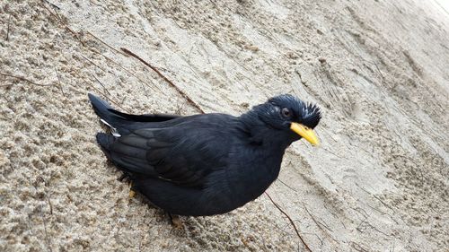 High angle view of bird perching on rock