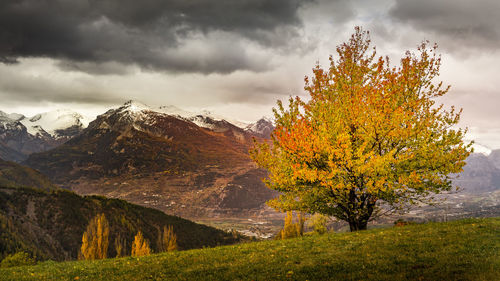 Autumn tree on mountain against sky