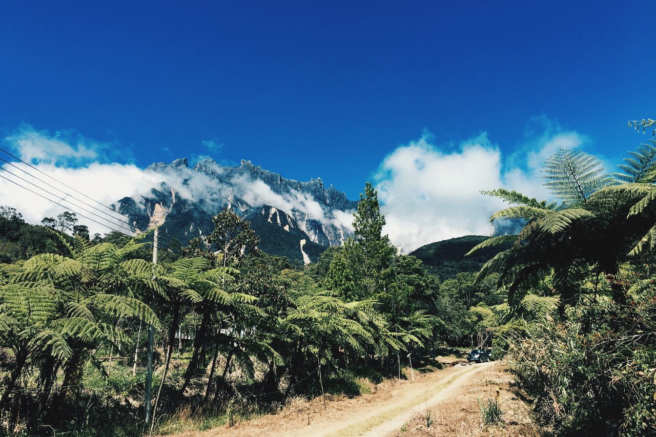 sky, mountain, tree, the way forward, tranquility, nature, tranquil scene, road, blue, scenics, beauty in nature, cloud - sky, landscape, non-urban scene, growth, cloud, transportation, day, mountain range, plant