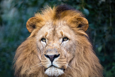 Close-up portrait of a lion