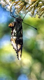 Close-up of insect hanging on leaf