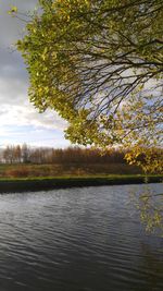 Tree by lake against sky