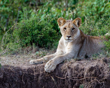 Portrait of lion sitting outdoors