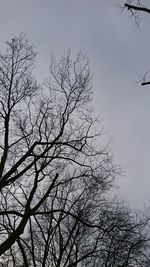 Low angle view of bare trees against sky