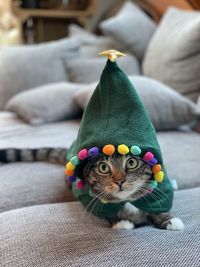 Cat in christmas costume 