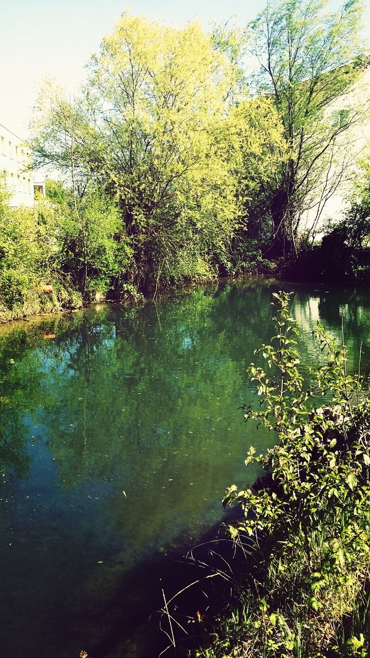 water, tree, reflection, tranquility, lake, tranquil scene, beauty in nature, growth, nature, scenics, green color, river, waterfront, branch, plant, idyllic, pond, day, clear sky, outdoors