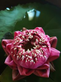 Close-up of pink rose flower