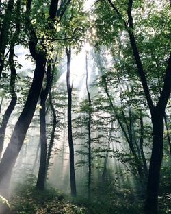 Trees growing in forest during foggy weather