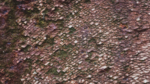 Full frame shot of tree trunk