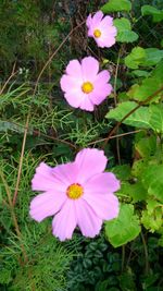 Close-up of pink flowers