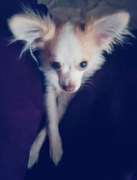 Portrait of dog lying down